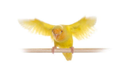 Yellow Lovebird isoated on whiteの写真素材