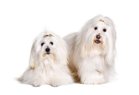 Two Coton de Tulear dogs, isolated on white