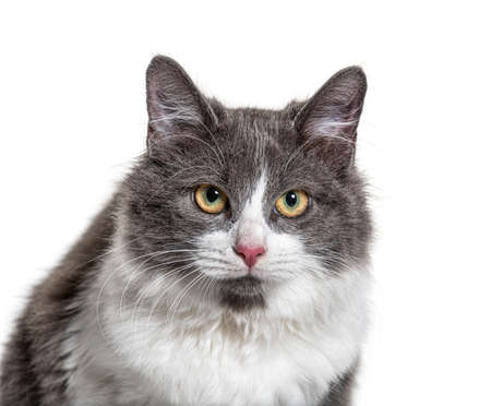 Close-up on a young Crossbreed cat blue eyeの写真素材