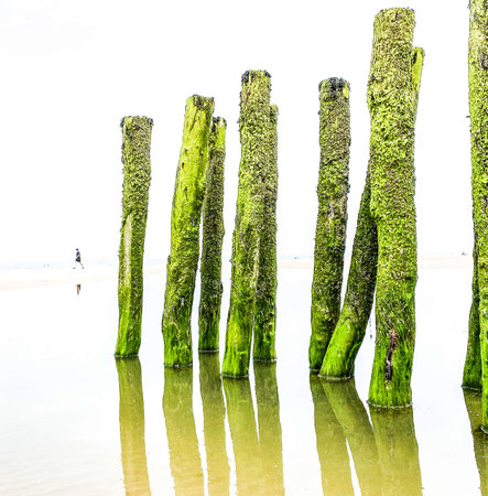 unrecognizable person walking on the sand and water breakers covered by green seaweed on the beach of the coast at the french Opal cost in France. the beach poles reflecting in water.の写真素材
