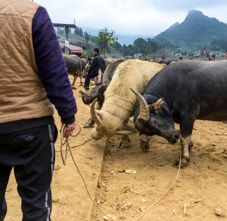 Bac Ha, Vietnam, January 5, 2020 - People selling asian cows on a animals marketのeditorial素材