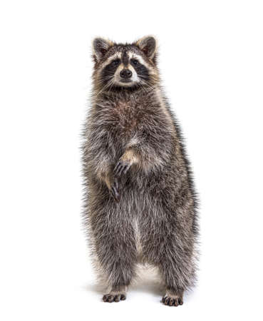 Raccoon on hind legs looking at the camera, isolated on whiteの写真素材