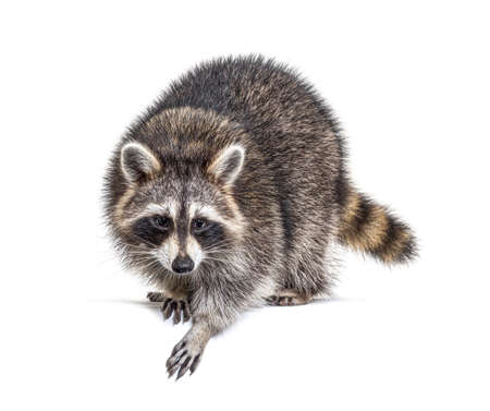 Young curious raccoon looking and leaning down on a white space, isolatedの写真素材