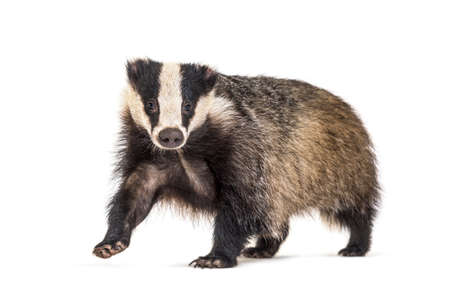 European badger, six months old, walking in frontの写真素材