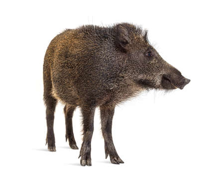 Standing Wild boar, isolated on whiteの写真素材