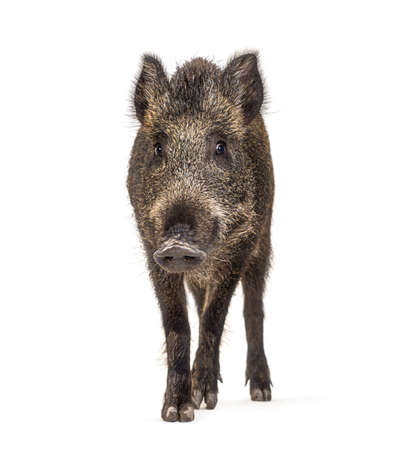 Wild boar standing in front, isolated on whiteの写真素材