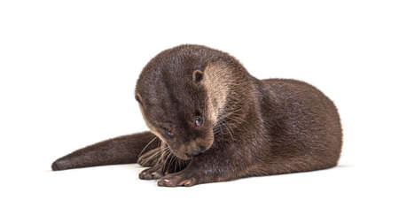 Adult european otter, isolated on whiteの写真素材