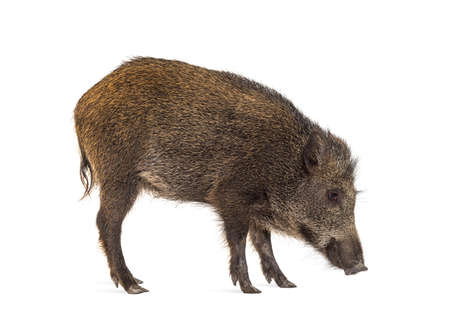 Wild boar, walking, looking down and sniffing the ground, isolated on whiteの写真素材