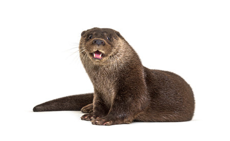 Adult european otter looking at the camera, isolated