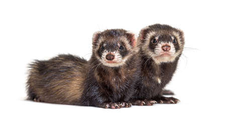 Two European polecat standing together, ferretsの写真素材