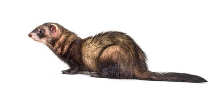 European polecat looking away, isolated, Wild ferret.の写真素材