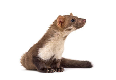 Beech marten looking up, isolated on whiteの写真素材
