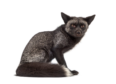 Sitting Silvers Fox, isolated on white background