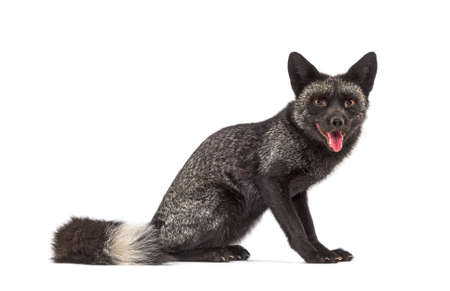 Panting Silvers Fox looking at the camera, isolated on white