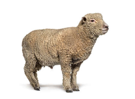 Southdown sheep, Babydoll, smiling sheep
