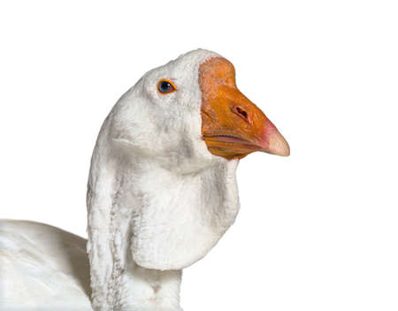 Head shot of white Kholmogory Goose, isolatedの写真素材
