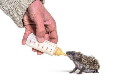 Helping human hand give food with a feeding bottle a Young European hedgehog, isolatedの写真素材