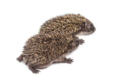 Two baby European hedgehog playing togetherの写真素材