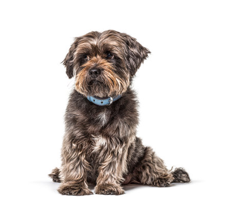 Worried Scruffy Crossbreed dog wearing a blue collar, isolatedの写真素材
