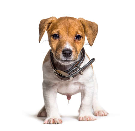 Puppy Jack russel terrier dog, two months old, isolated on whiteの写真素材