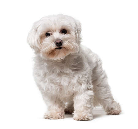 Standing Maltese dog, isolated on whiteの写真素材