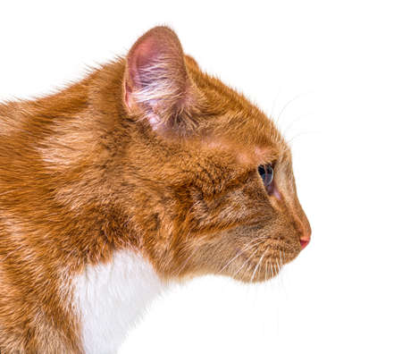 Close up, side view of a young ginger cat looking away, isolatedの写真素材