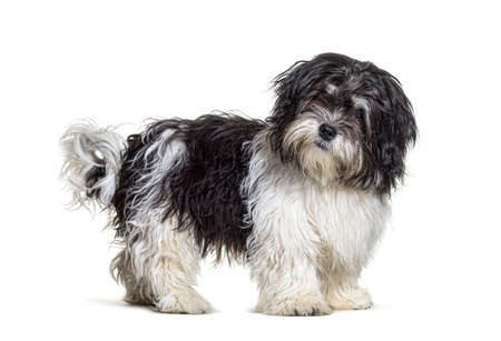 Mixed breed dog standing, isolated and looking at the cameraの写真素材