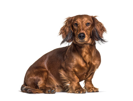 Sitting dachshund looking at the camera isolated on whiteの写真素材