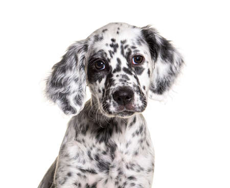 head shot portrait puppy english setter dog spotted black and white, two months oldの写真素材