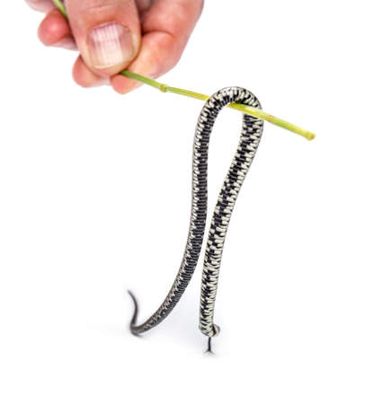 Small and young Grass snake hanging to a grass stick, Natrix natrix, Isolated on whiteの写真素材