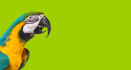 Head shot of a Blue-and-yellow macaw,  beak open, side view. On green background