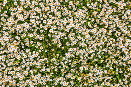 Top view of a camomile or ox-eye daisy meadow, daisies, top view,  background textureの写真素材