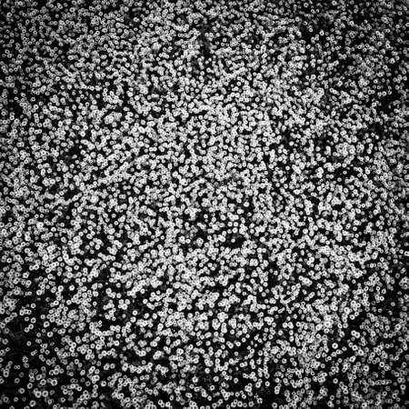 Top view of a camomile or ox-eye daisy meadow, daisies, top view,  background texture