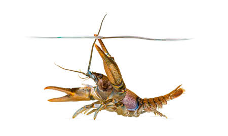 Stone crayfish under the water line, Austropotamobius torrentium, is a freshwater crayfish, isolated...