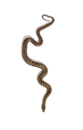 Viperine water snake, Natrix maura, nonvenomous and Semiaquatic snake, Isolated on whiteの写真素材