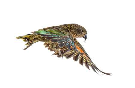 Kea Bird, Nestor notabilis, Golden Alpine parrot, flying, isolated on white