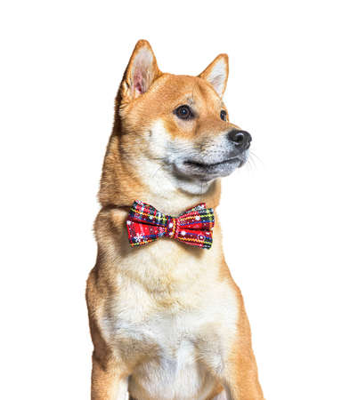 shiba inu dog wearing a bow tie, isolated on whiteの写真素材