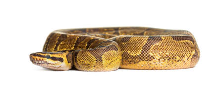 Ball python, Python regius, isolated on white