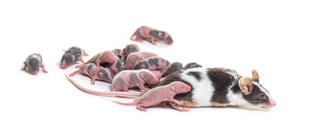 Colony of fancy mouse, few days old hairless pups and mother - Mus musculus domestica, isolated on whiteの写真素材