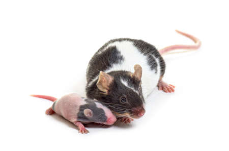 Mother fancy mouse cuddling her six days old baby - Mus musculus domestica, isolated on whiteの写真素材