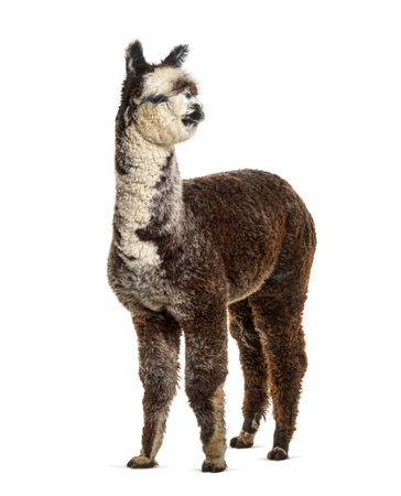 Pink gray young alpaca looking away - Lama pacosの写真素材