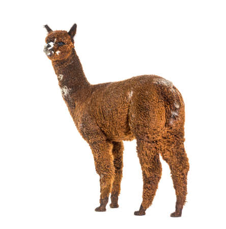 Rear view of a Rose gray young alpaca eight months old - Lama pacosの写真素材