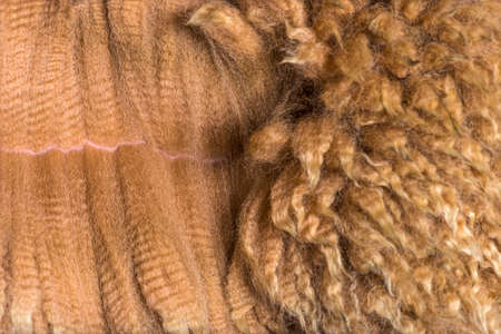 Close-up of spreading Dark fawn alpaca wool or fiber - Lama pacos