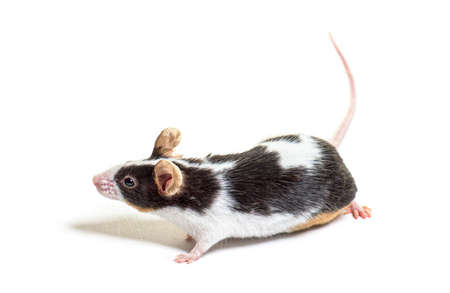 Black and white fancy mouse - Mus musculus domestica, isolated on white