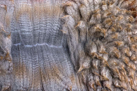 Close-up of spreading Medium silver gray alpaca wool or fiber - Lama pacos