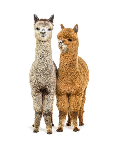 Dark fawn and medium silver gray alpacas together - Lama pacosの写真素材
