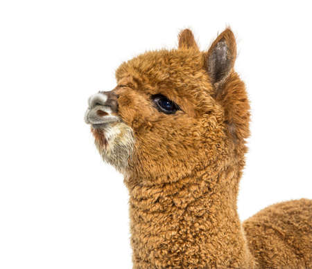 Dark Fawn alpaca - Lama pacos, isolated on whiteの写真素材