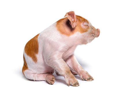 Rear view of a Caucasian pig looking back closed eye (mixedbreed), isolated