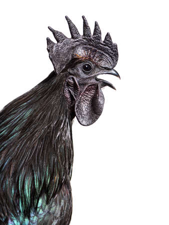 Portrait of a Ayam Cemani rooster chicken singing, isolated on white