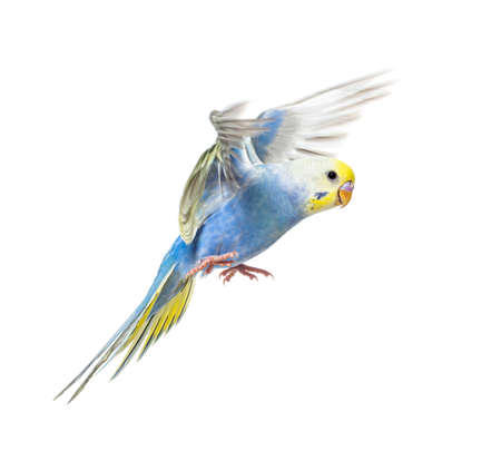Side view of Budgerigar bird flying, blue rainbow colloration,isolated on whiteの写真素材